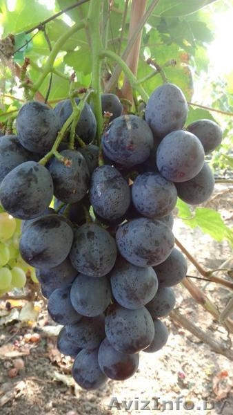 Купить саженцы и черенки винограда в Беларуси . - Изображение #2, Объявление #1052417