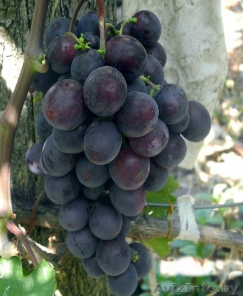 Купить саженцы и черенки винограда в Беларуси . - Изображение #5, Объявление #1052417