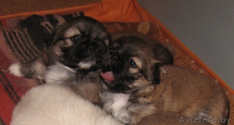 Щенки пекинесса - Изображение #2, Объявление #1328346