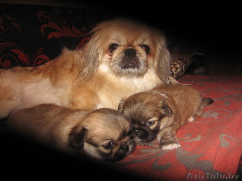 Щенки пекинесса - Изображение #1, Объявление #1328346