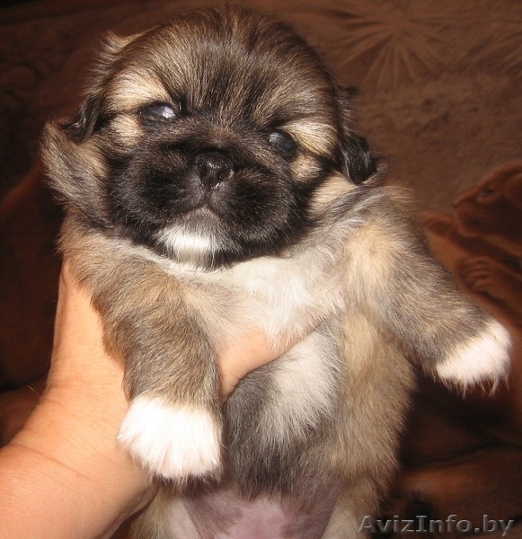 Щенки пекинесса - Изображение #4, Объявление #1328346