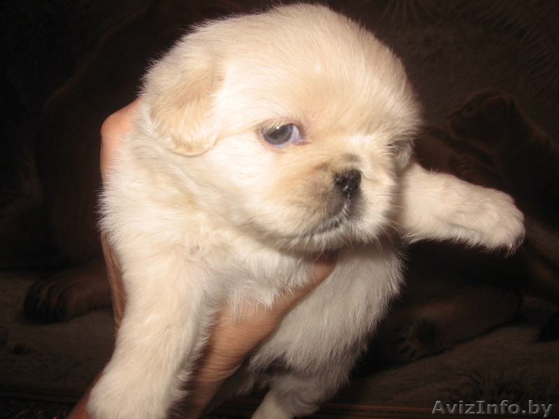 Щенки пекинесса - Изображение #5, Объявление #1328346