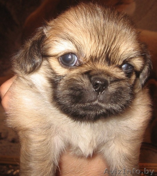 Щенки пекинесса - Изображение #6, Объявление #1328346