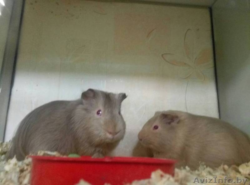 Морские свинки - Изображение #2, Объявление #1639568