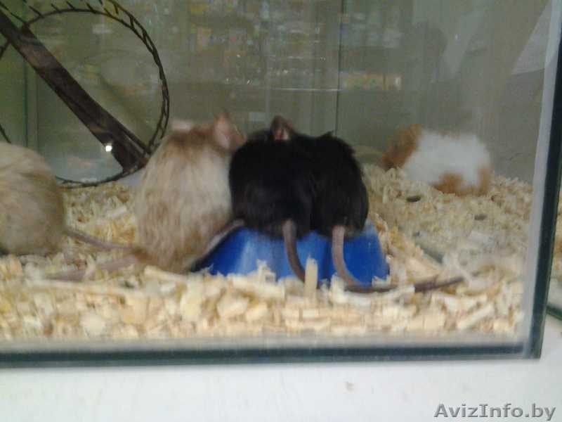 Мыши Декоративные Домашние - Изображение #2, Объявление #1639574