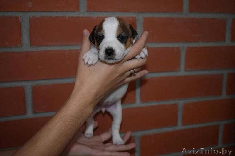 Щенки Парсон Рассел Терьер - Изображение #1, Объявление #1638240
