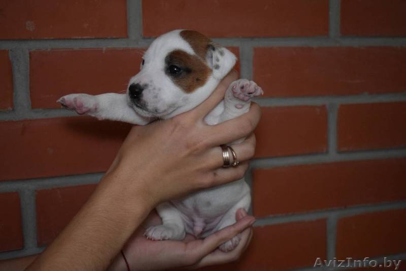 Щенки Парсон Рассел Терьер - Изображение #2, Объявление #1638240