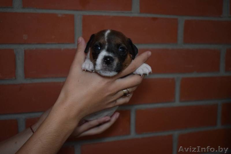 Щенки Парсон Рассел Терьер - Изображение #3, Объявление #1638240