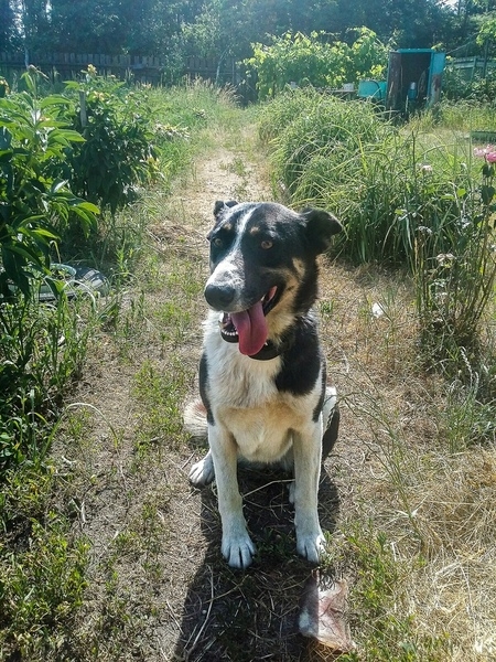 Динка-апельсинка в дар - Изображение #2, Объявление #1662445