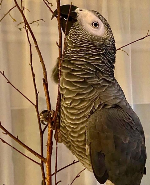 Жако  - Изображение #2, Объявление #1734705