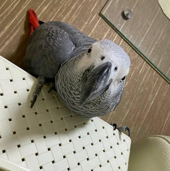 Жако  - Изображение #3, Объявление #1734705