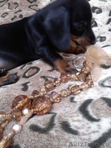 Девочка-красавица ждет своего хозяина - Изображение #1, Объявление #938460