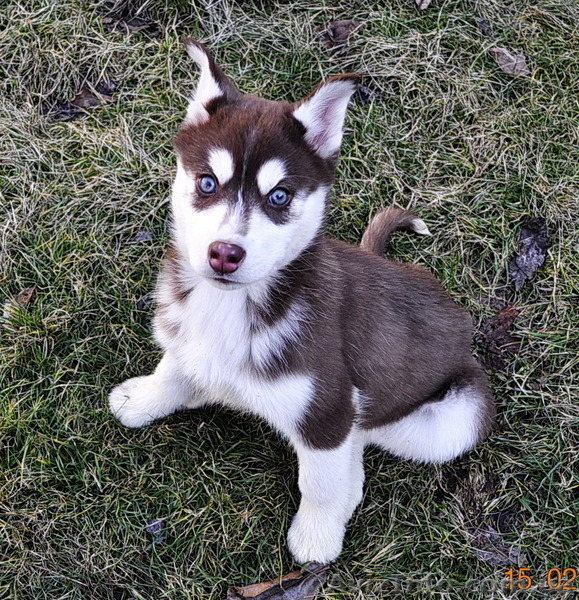 Сибирский хаски с документами FCI. - Изображение #3, Объявление #816902