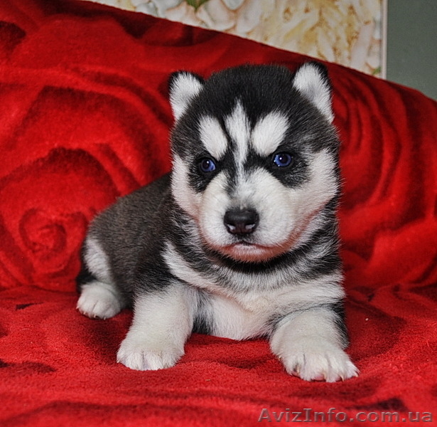 Сибирский хаски с документами FCI. - Изображение #1, Объявление #816902
